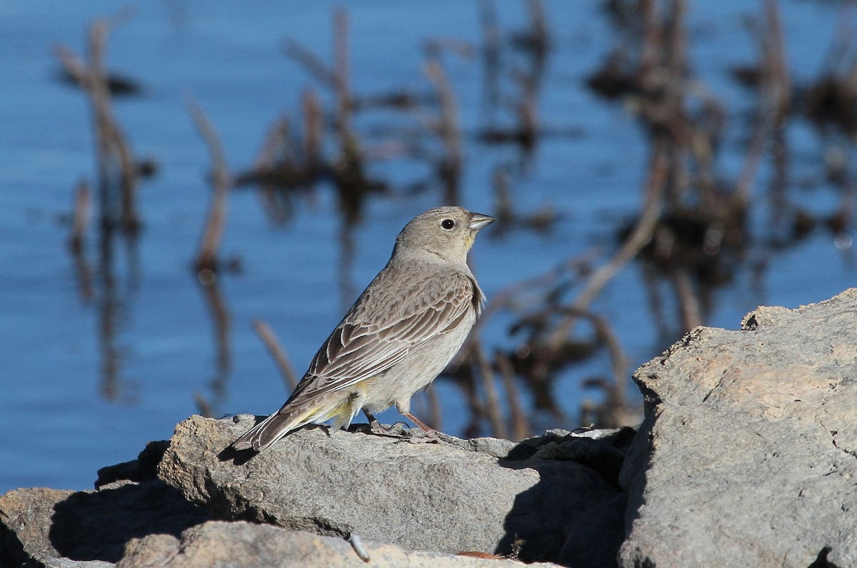 Greater Yellow-Finch - ML205224641