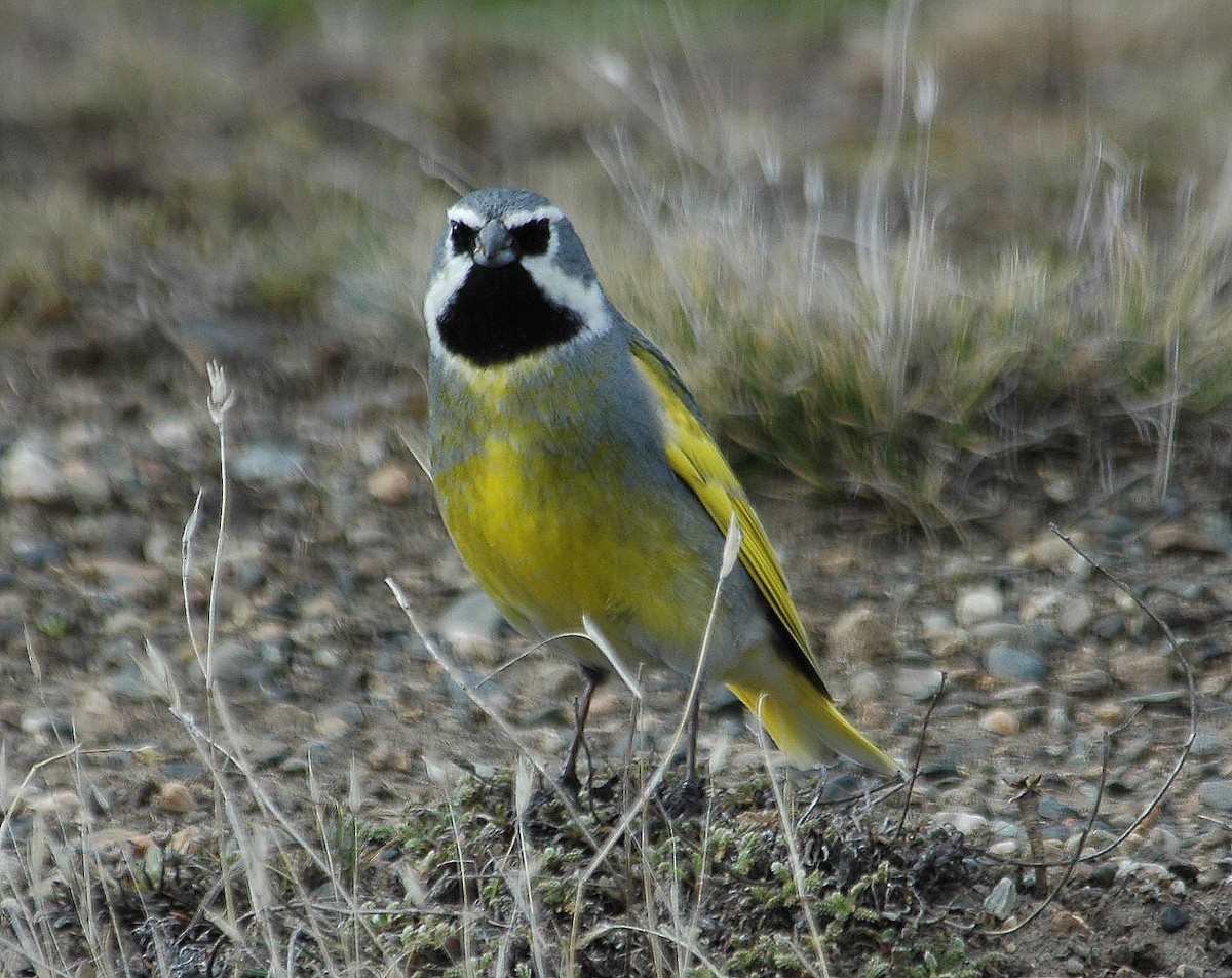 White-bridled Finch (Fuegian) - Santiago Imberti