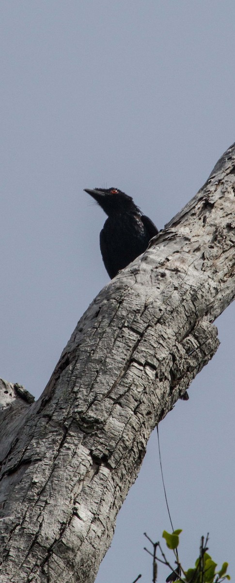 Greater Racket-tailed Drongo - ML205224821