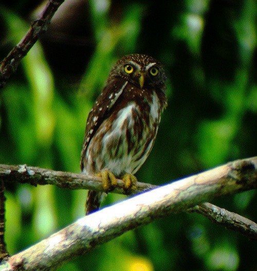 Ferruginous Pygmy-Owl (Ferruginous) - nigel lallsingh