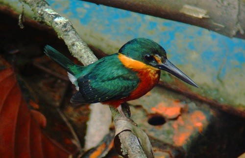American Pygmy Kingfisher - nigel lallsingh