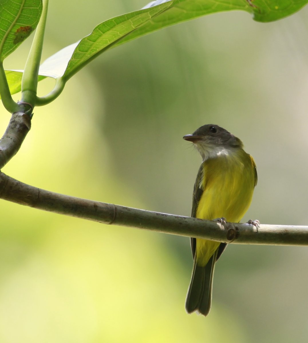 Yellow-bellied Whistler - ML205225151