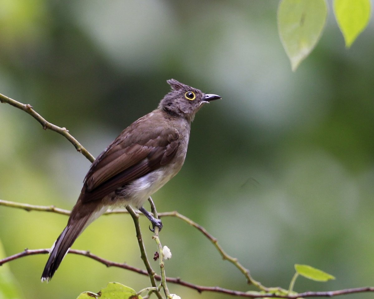 Yellow-wattled Bulbul - Carmelo López Abad
