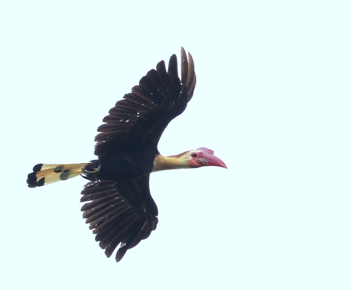 Writhed Hornbill - ML205225221