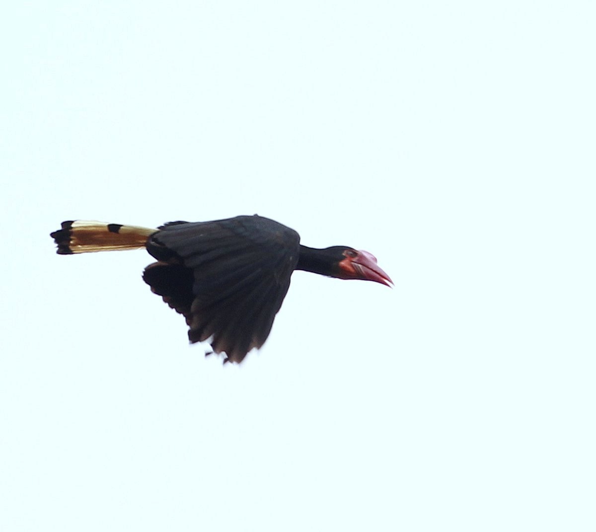 Writhed Hornbill - ML205225231