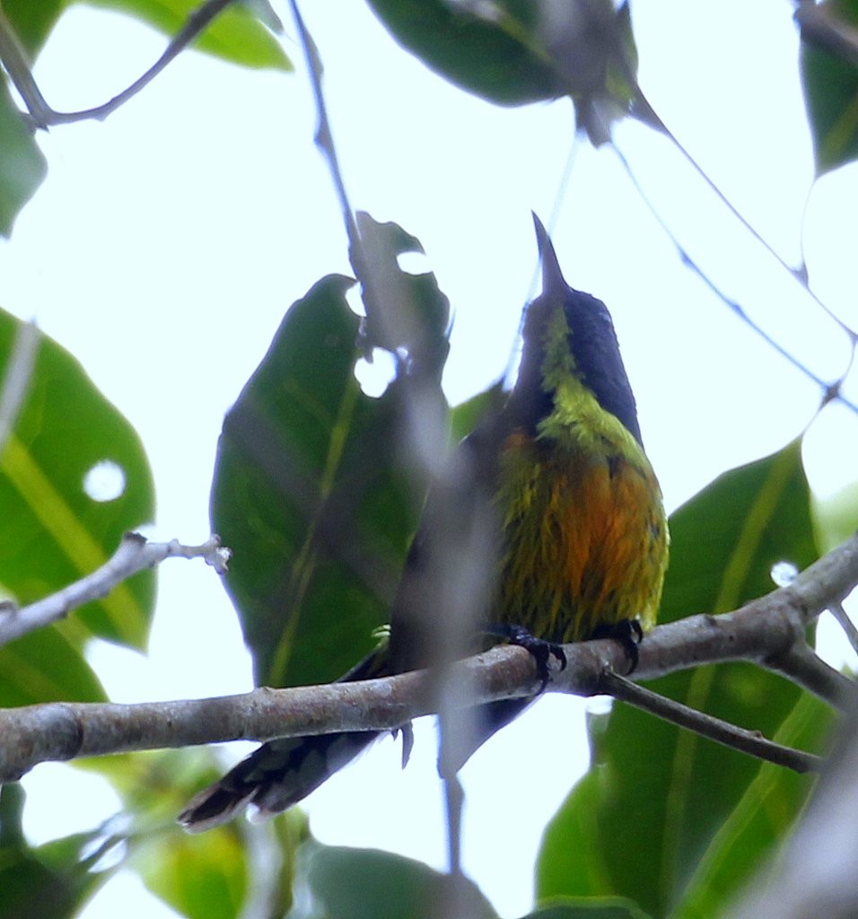 Mindanaonektarvogel - ML205225341