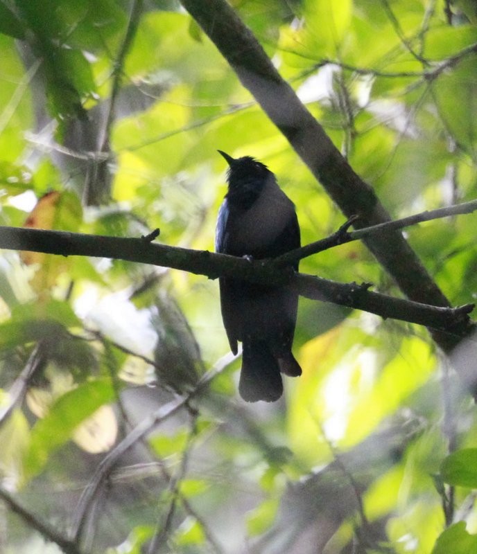 Philippine Drongo-Cuckoo - ML205225571