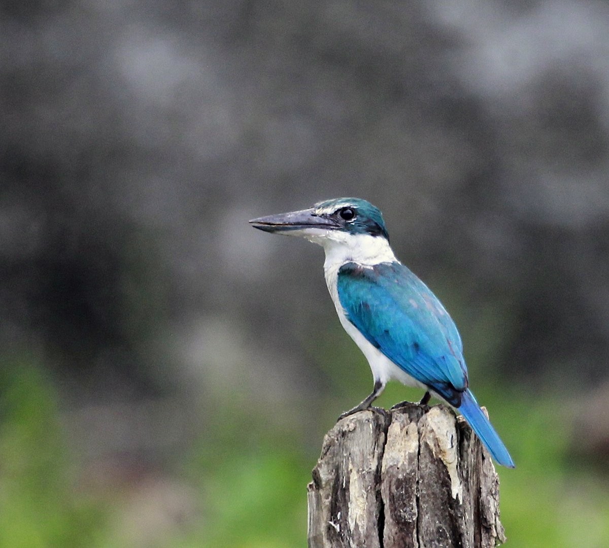 Collared Kingfisher (Collared) - ML205225591