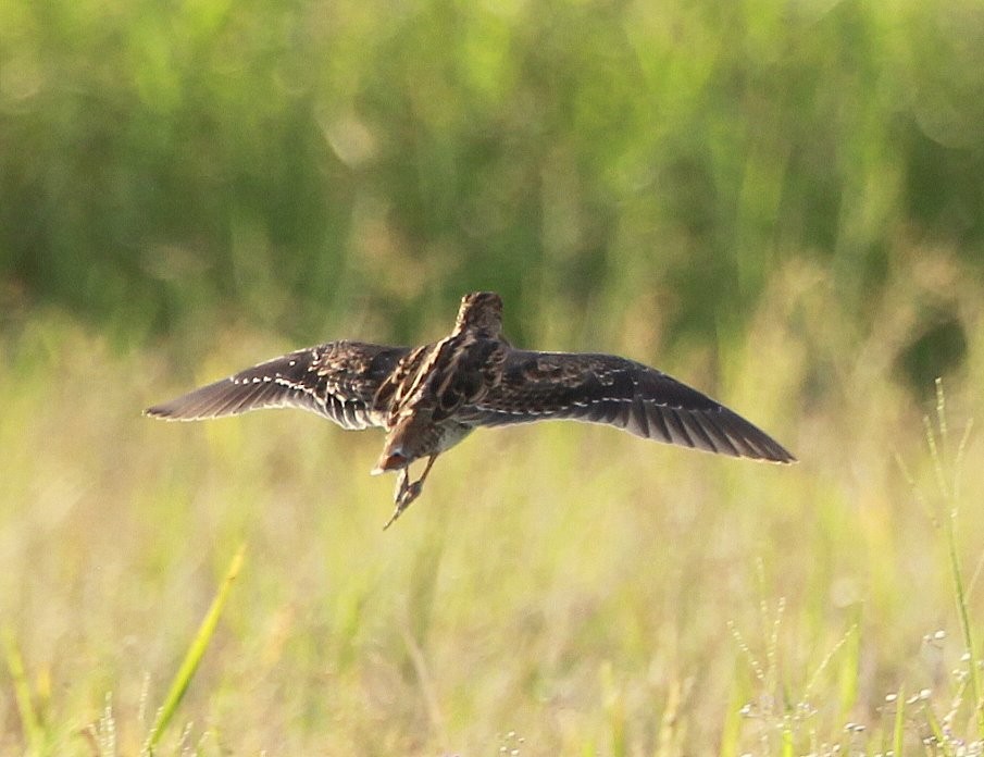 Swinhoe's Snipe - ML205225631