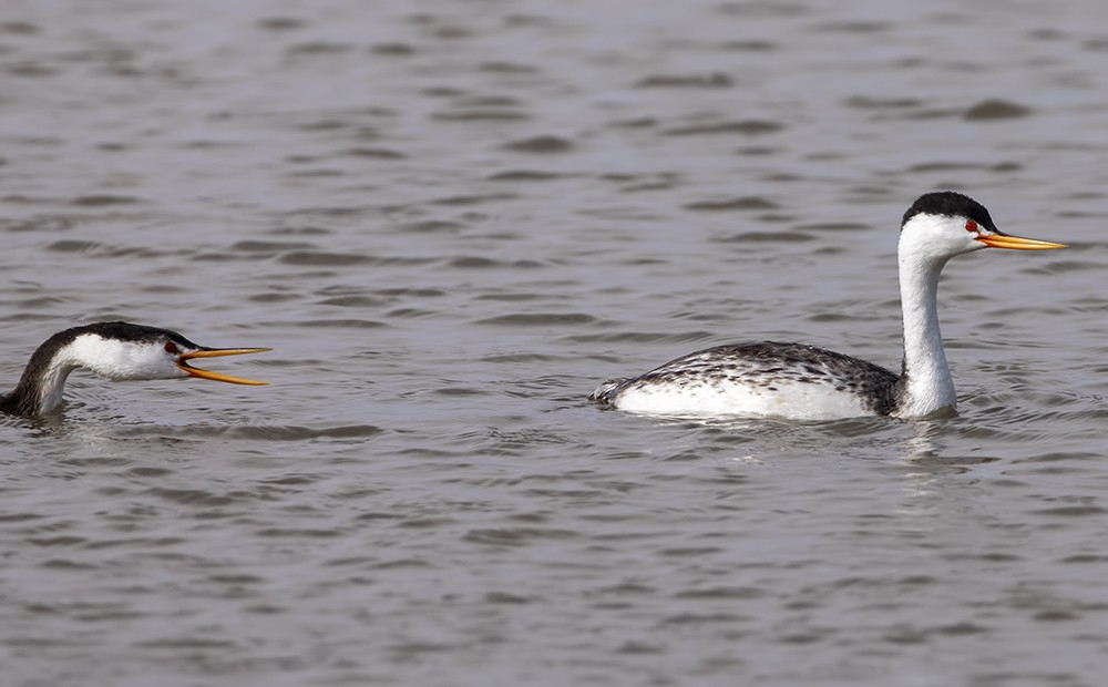 Clark's Grebe - ML205225861