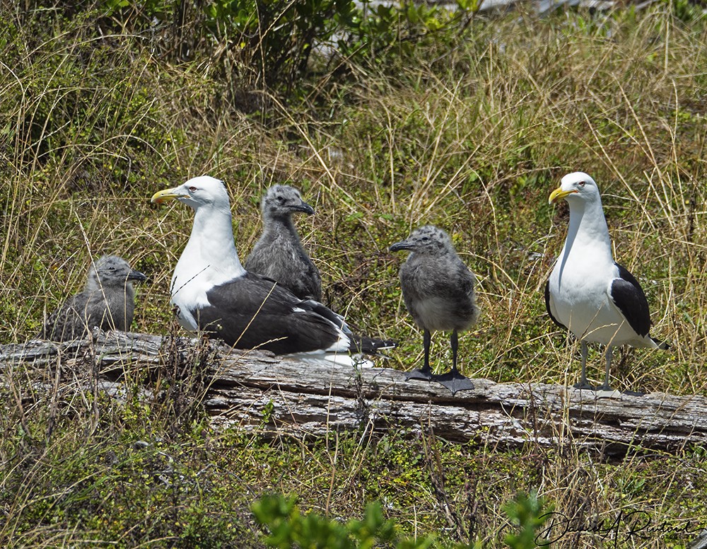 Kelp Gull (dominicanus) - ML205225961