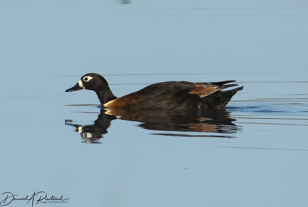 Australian Shelduck - ML205225971