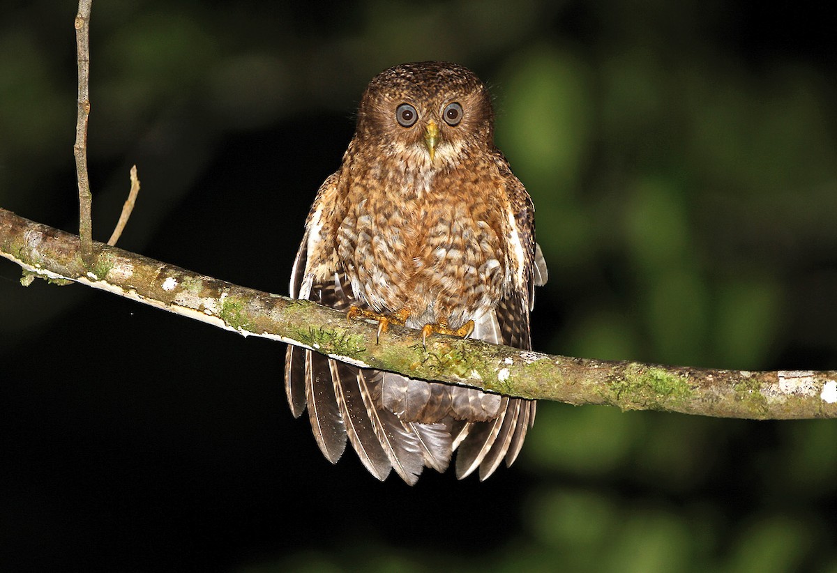 Camiguin Boobook - Robert Hutchinson / Birdtour Asia
