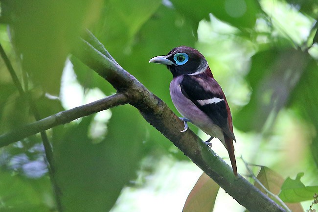 Visayan Broadbill - Robert Hutchinson