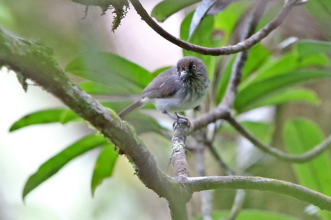 Visayan Pygmy-Babbler - Robert Hutchinson