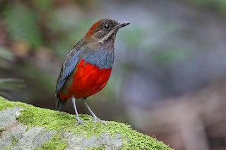Whiskered Pitta