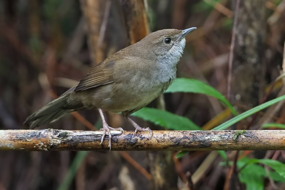 Benguet Bush Warbler - Robert Hutchinson / Birdtour Asia