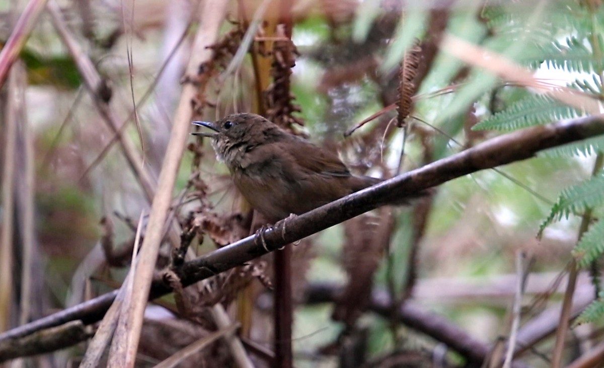 Benguet Bush Warbler - ML205226321