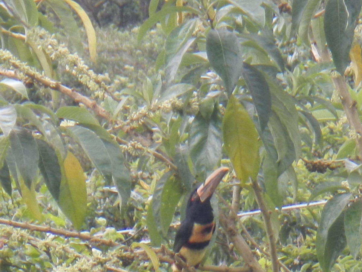 arassari pestrý (ssp. erythropygius) - ML205226371
