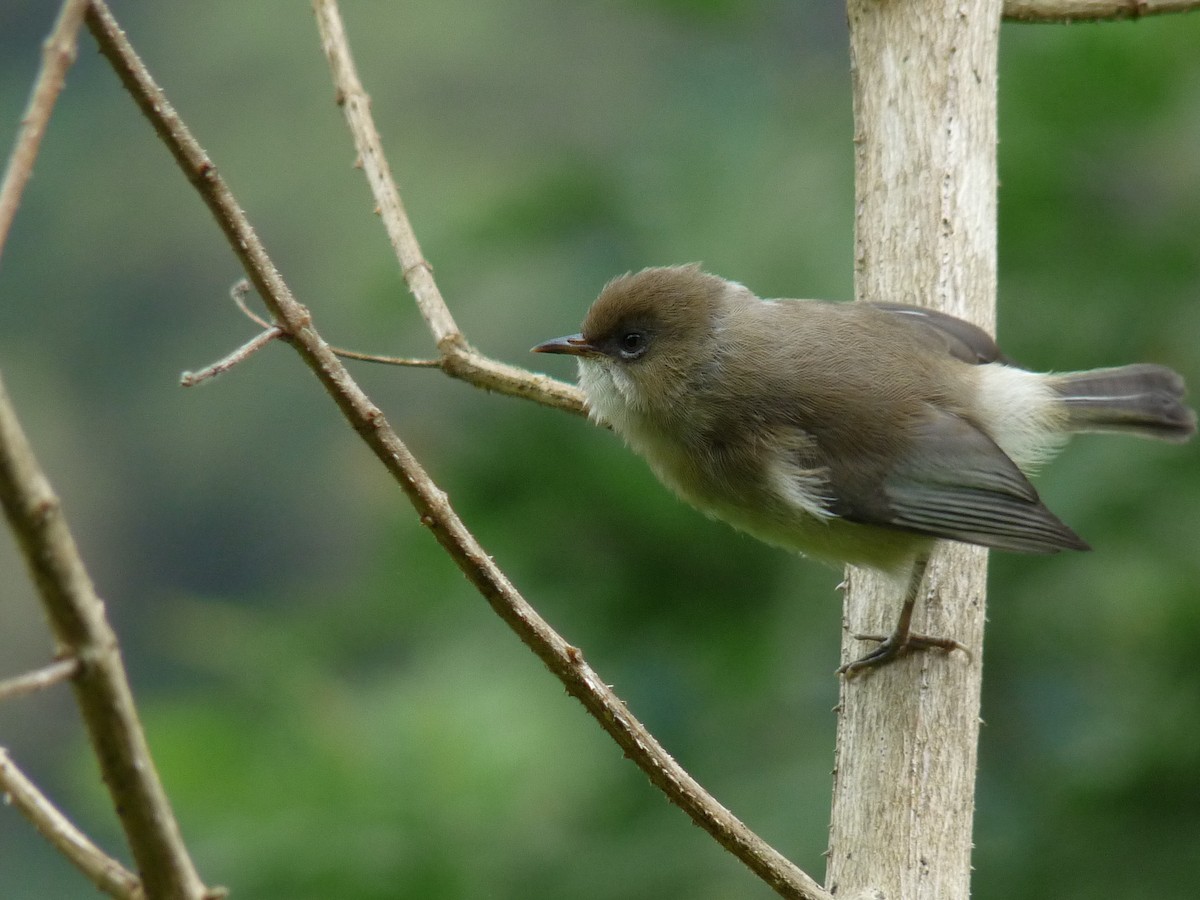 Reunion Gray White-eye - Christophe Thébaud