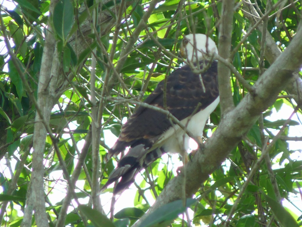 Gray-headed Kite - ML205226821