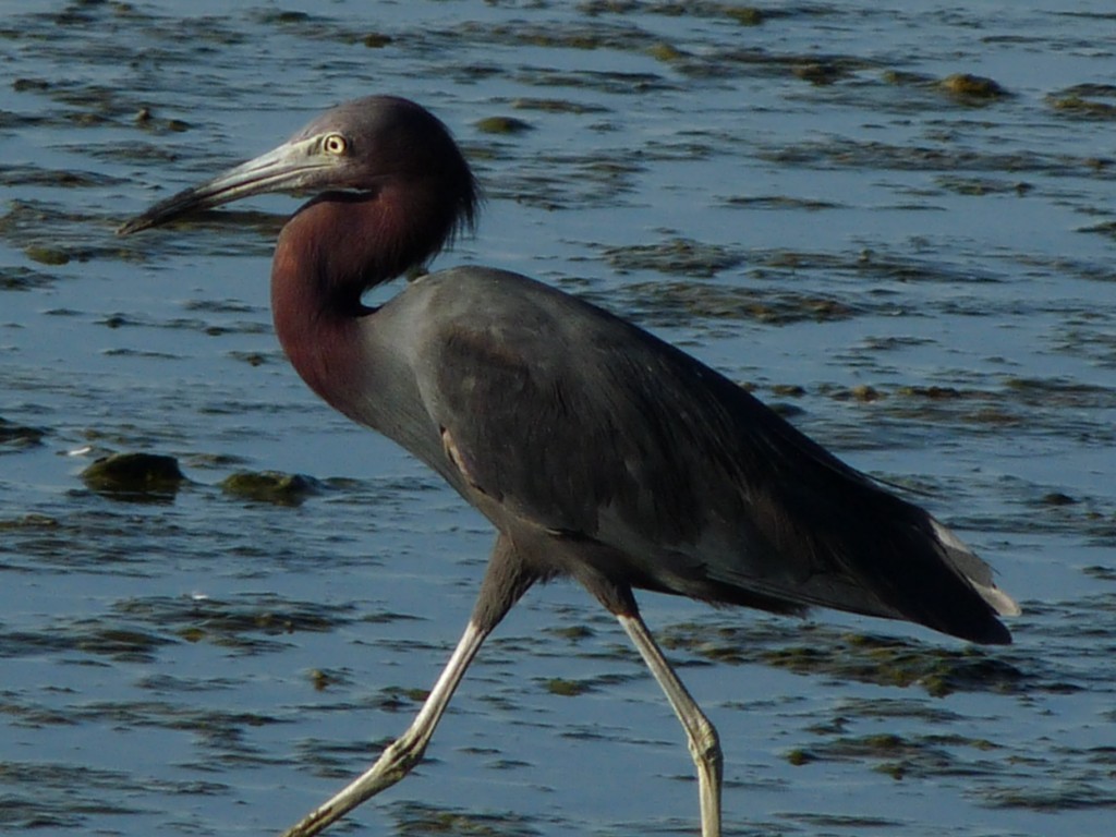 Малая голубая цапля - ML205226881