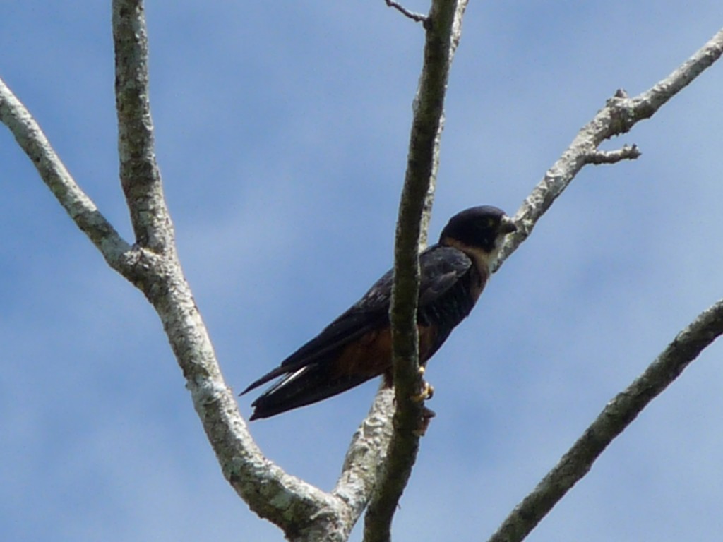 Вечерний сокол - ML205226931