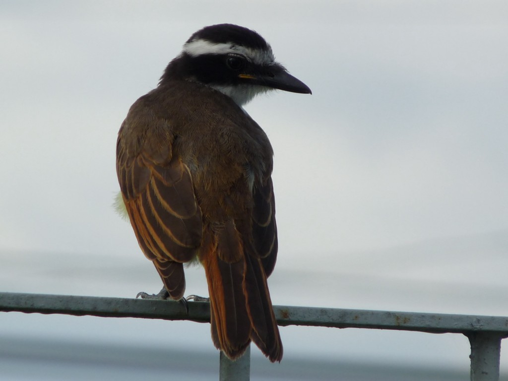 Great Kiskadee - sanjiv parasram