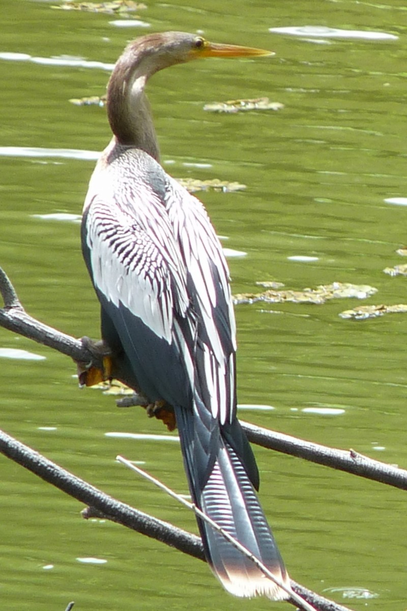 Anhinga d'Amérique - ML205226991