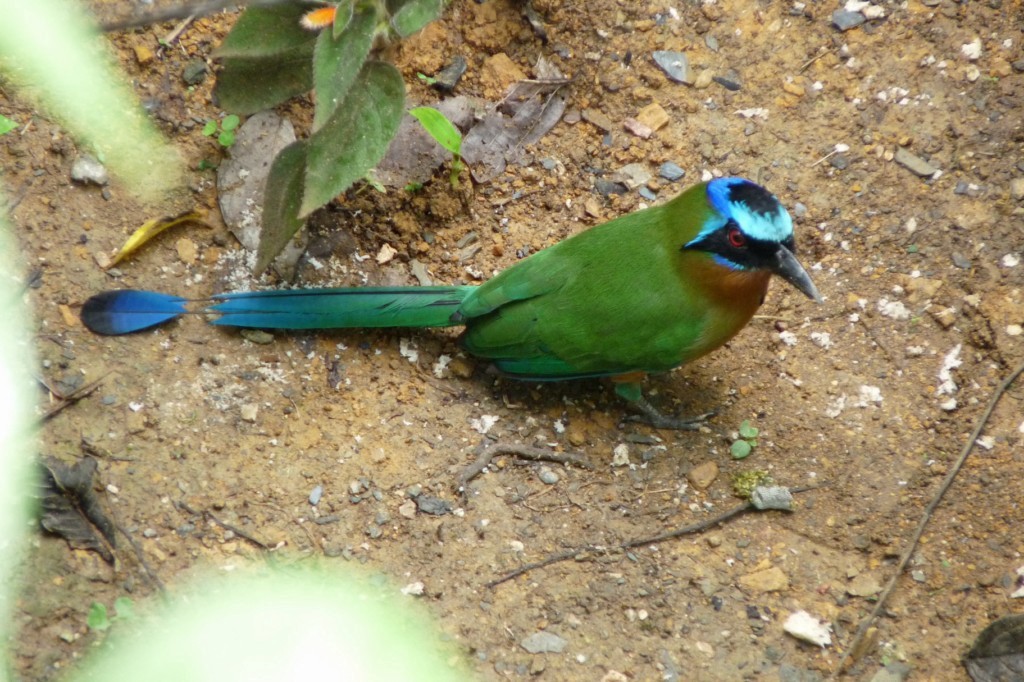 Trinidad Motmot - ML205227011