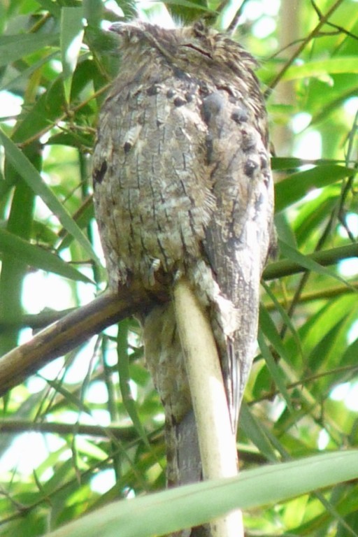 Common Potoo - ML205227101