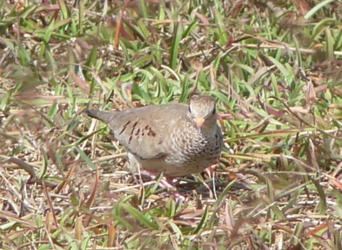 Common Ground Dove - ML205227131