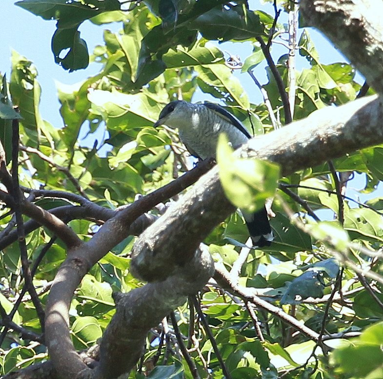 Échenilleur noir et blanc (melanoleuca) - ML205227471