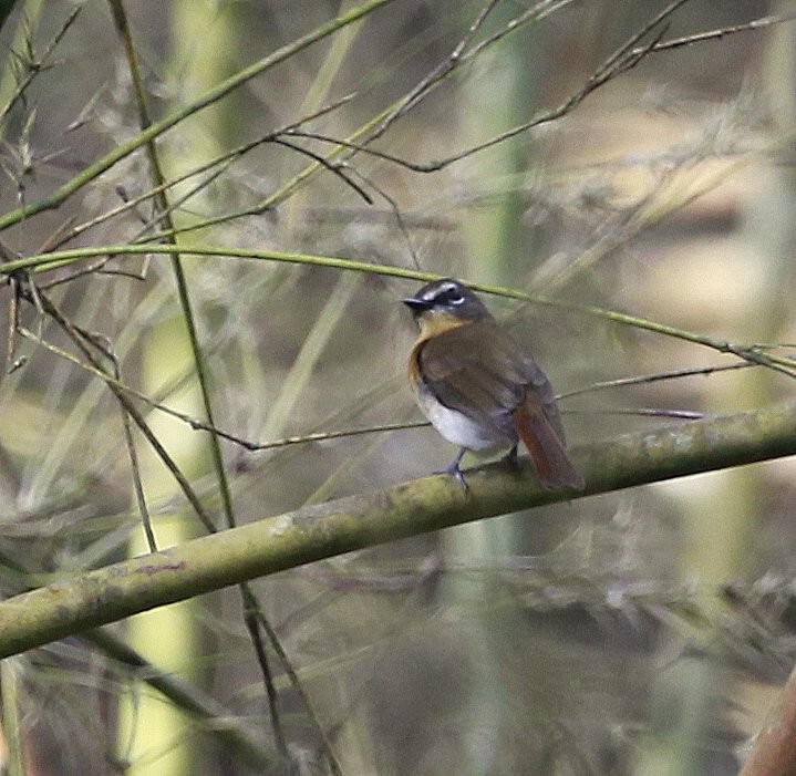 Palawan Blue Flycatcher - Carmelo López Abad