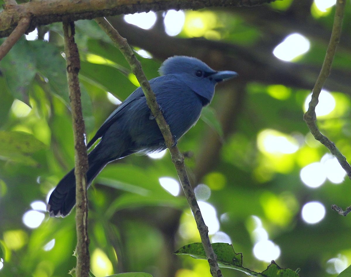 Blue Paradise-Flycatcher - Carmelo López Abad