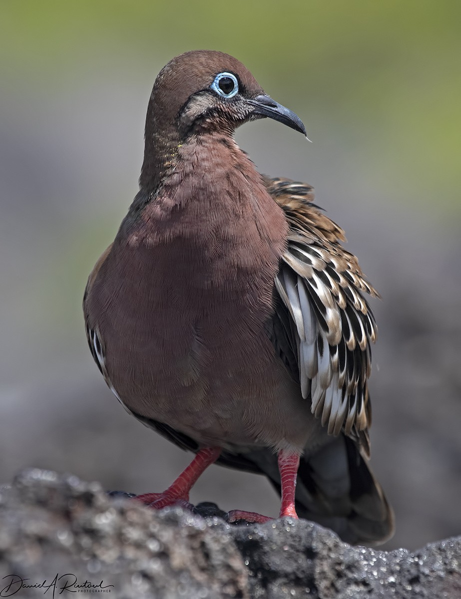 Galapagos Dove - ML205227901