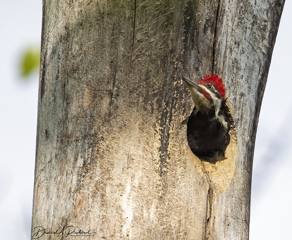 Pileated Woodpecker - Dave Rintoul