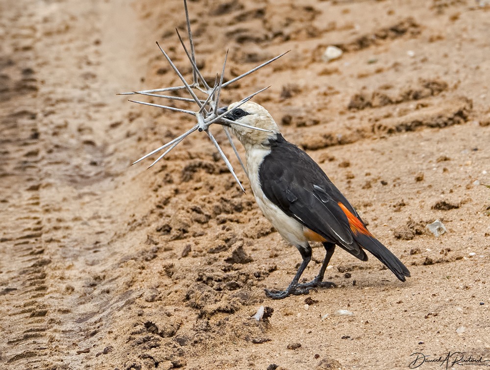 White-headed Buffalo-Weaver - ML205228201