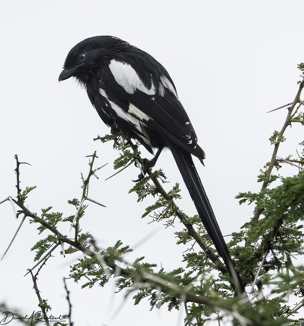 Magpie Shrike - Dave Rintoul