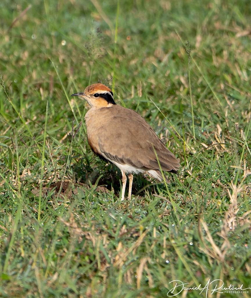 Temminck's Courser - ML205228271