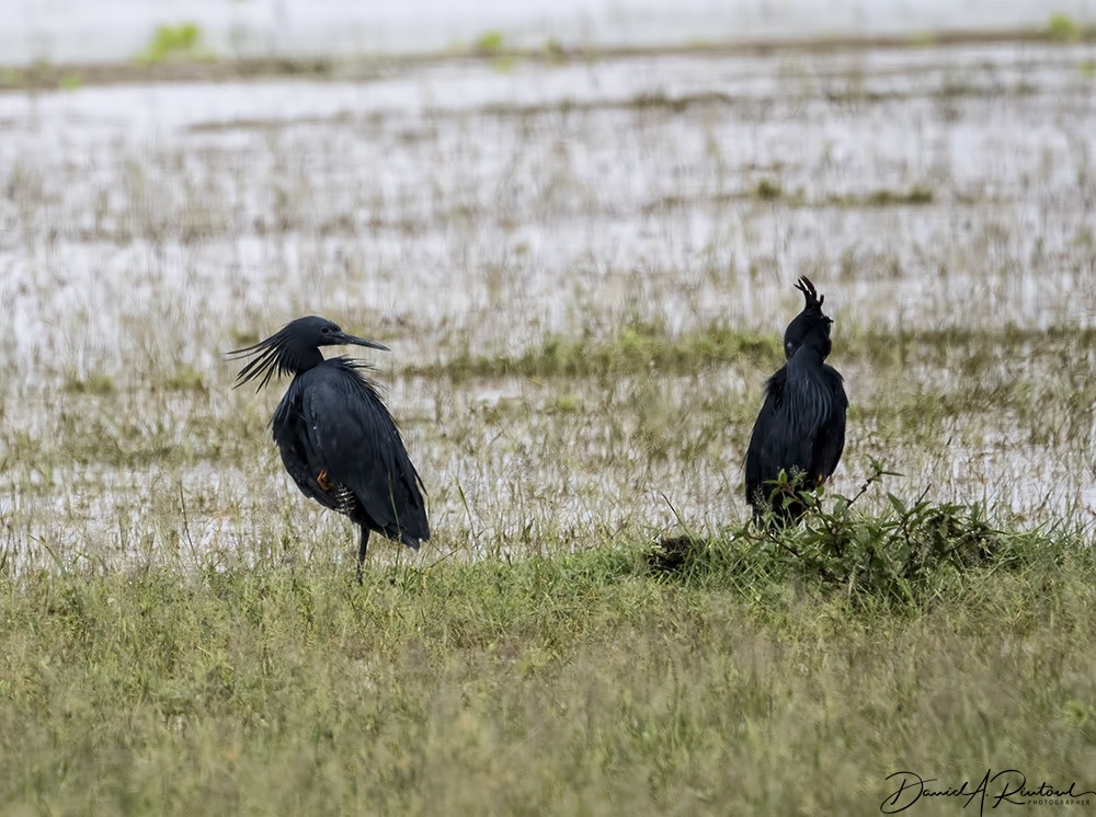 Black Heron - ML205228341