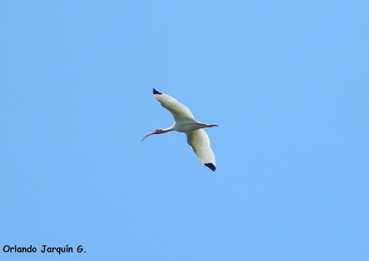 White Ibis - ML205228581