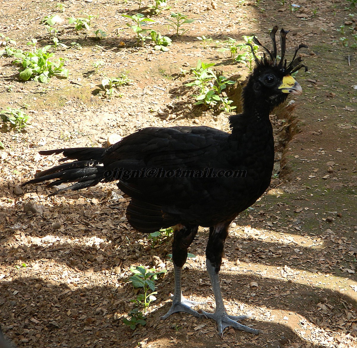 Great Curassow - ML205228771