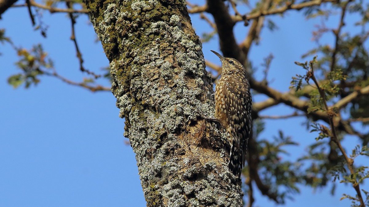 African Spotted Creeper - Prof.Dr. Ahmet Karatash