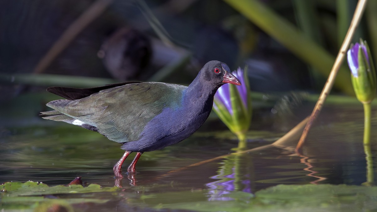 Allen's Gallinule - ML205229131