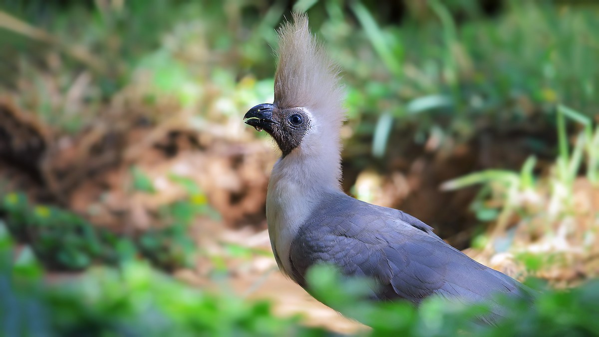 Bare-faced Go-away-bird (Brown-faced) - ML205229181