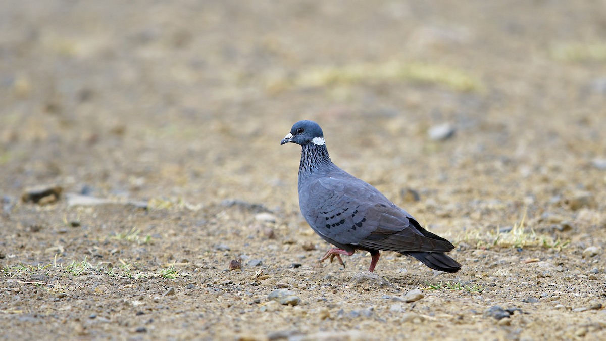 White-collared Pigeon - ML205229201