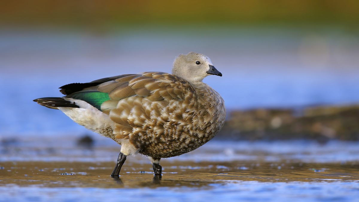 Blue-winged Goose - Prof.Dr. Ahmet Karatash
