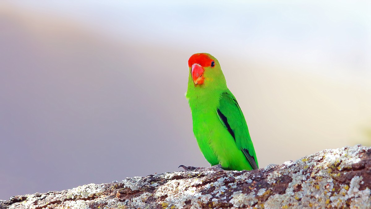 Black-winged Lovebird - Prof.Dr. Ahmet Karatash