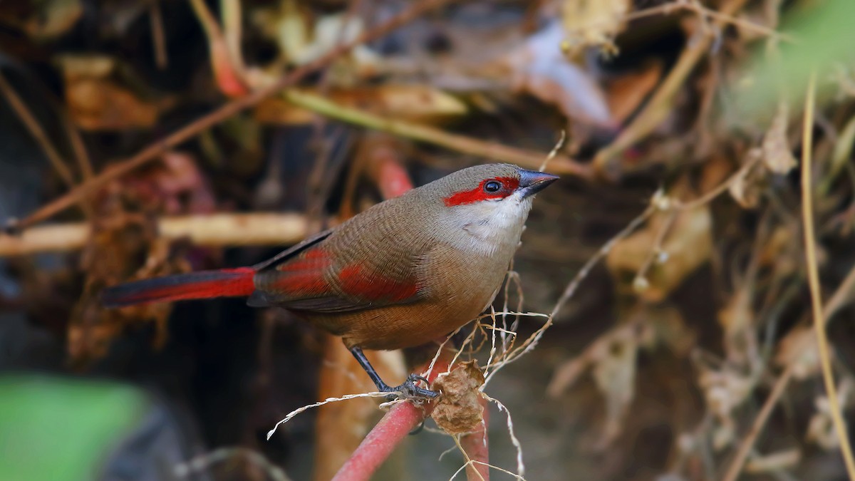 Crimson-rumped Waxbill - Prof.Dr. Ahmet Karatash